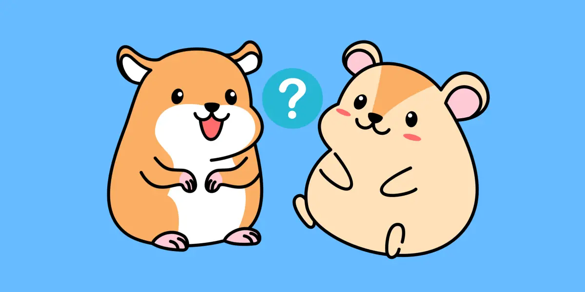 Can You Keep 2 Hamsters in the Same Cage