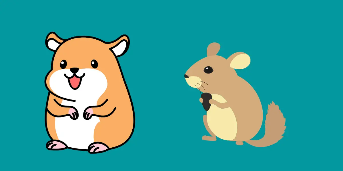 Can Hamsters And Chinchillas Live Together?